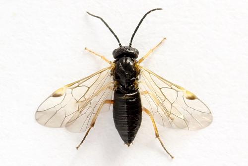 Euura bridgmanii