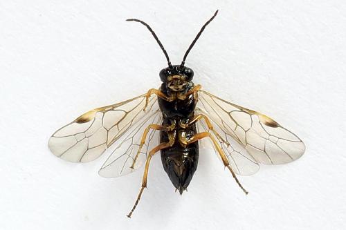 Euura bridgmanii
