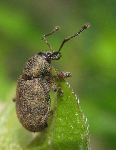 Réf. 250 616 : Otiorhynchus veterator