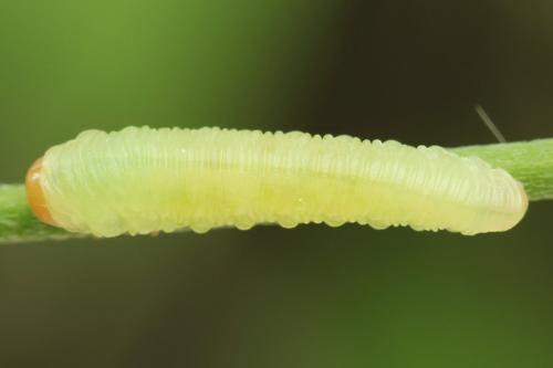 Sciapteryx costalis
