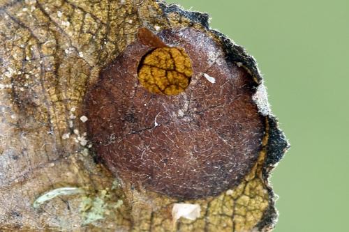 Heterarthrus vagans