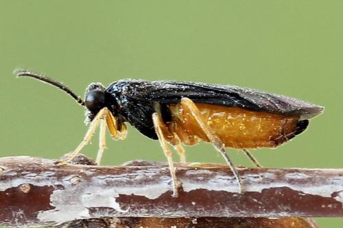 Réf. 250 150 : Heterarthrus vagans