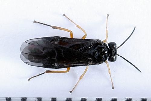 Réf. 250 152 : Heterarthrus vagans