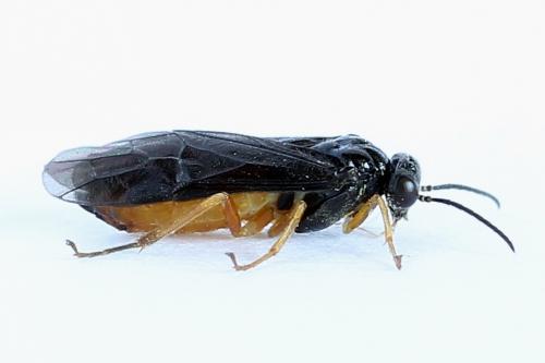 Réf. 250 153 : Heterarthrus vagans