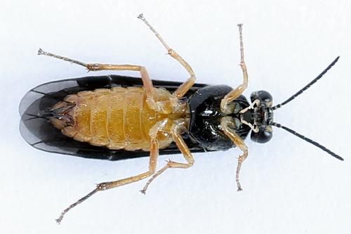Réf. 250 154 : Heterarthrus vagans