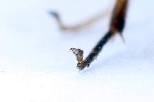 Réf. 250 155 : Heterarthrus vagans