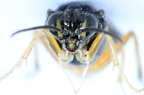 Heterarthrus vagans