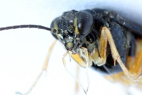 Réf. 250 157 : Heterarthrus vagans