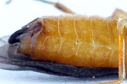 Réf. 250 158 : Heterarthrus vagans