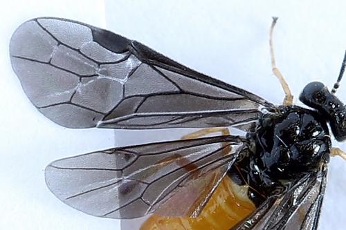 Heterarthrus vagans