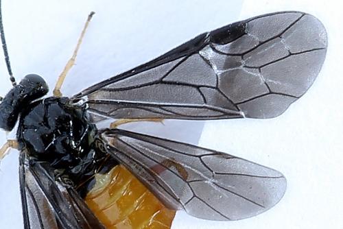Réf. 250 161 : Heterarthrus vagans
