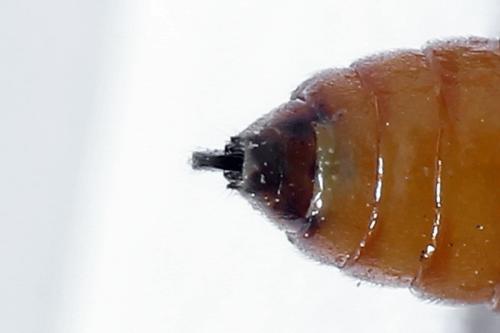 Heterarthrus vagans