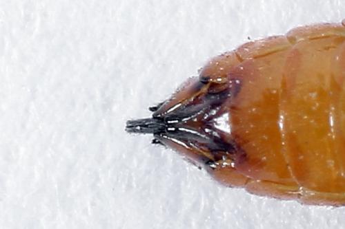 Réf. 250 163 : Heterarthrus vagans