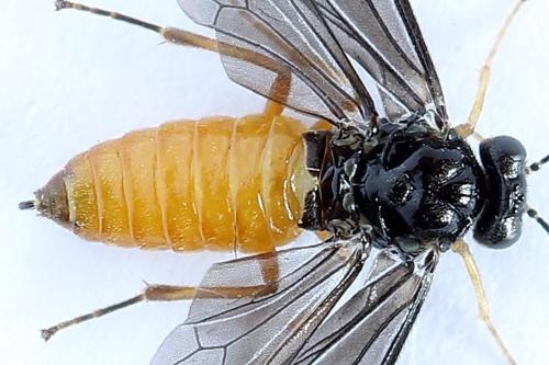 Heterarthrus vagans