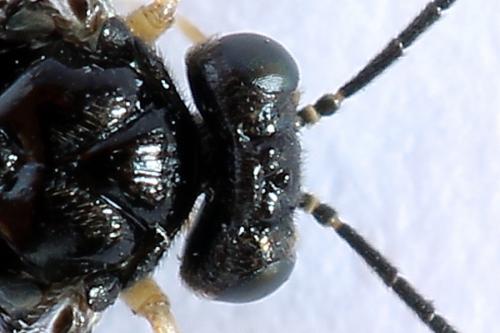 Heterarthrus vagans