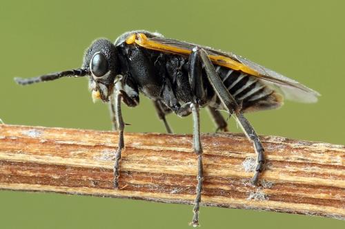 Sciapteryx costalis