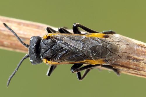 Sciapteryx costalis