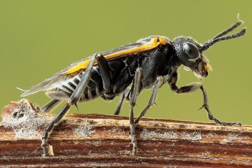 Sciapteryx costalis