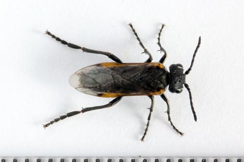 Sciapteryx costalis