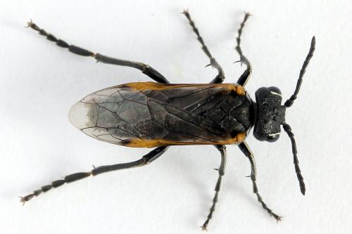 Sciapteryx costalis