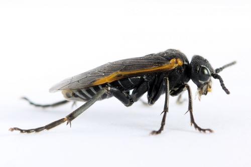 Sciapteryx costalis