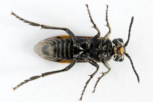 Sciapteryx costalis