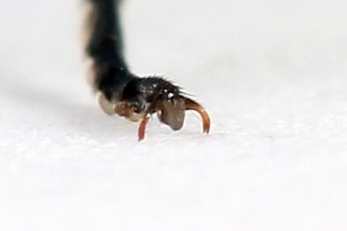 Sciapteryx costalis