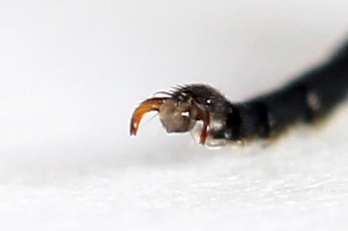 Sciapteryx costalis