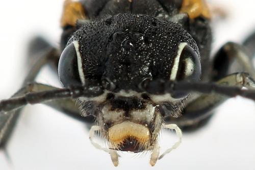 Sciapteryx costalis