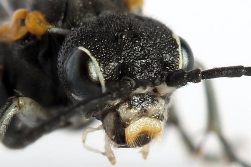 Sciapteryx costalis