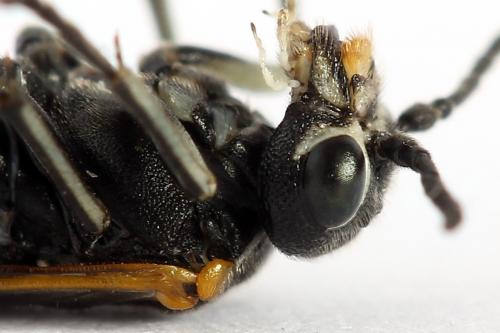 Sciapteryx costalis