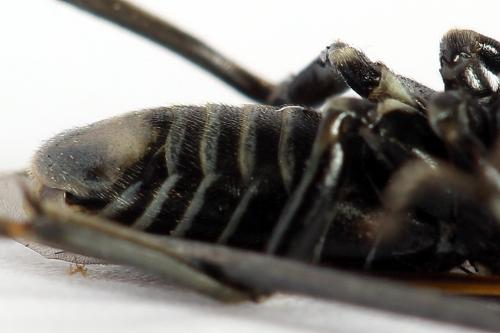 Sciapteryx costalis