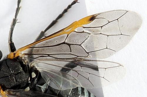 Sciapteryx costalis