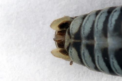Sciapteryx costalis
