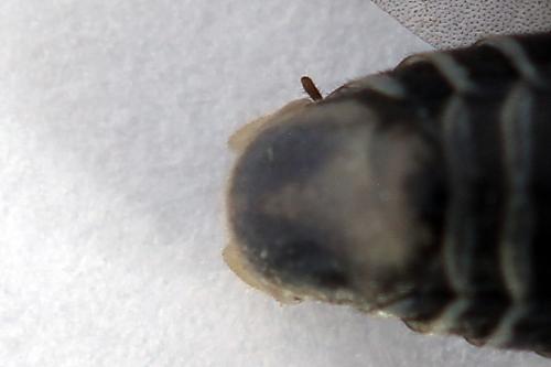 Sciapteryx costalis