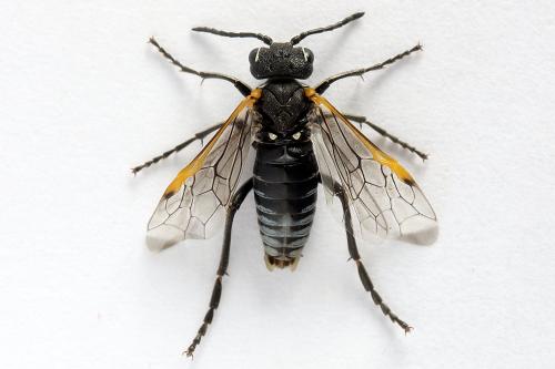 Sciapteryx costalis