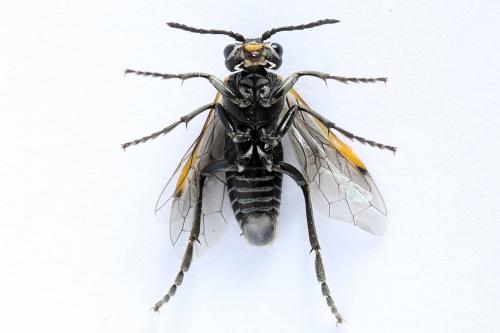 Sciapteryx costalis