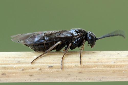 Réf. 250 370 : Pseudodineura fuscula