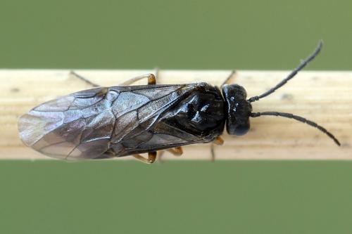 Réf. 250 371 : Pseudodineura fuscula