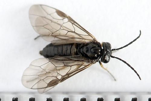 Pseudodineura fuscula