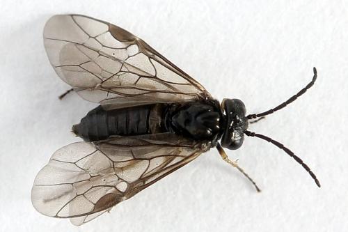 Réf. 250 374 : Pseudodineura fuscula