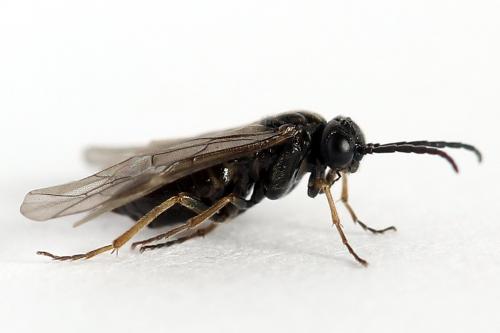 Réf. 250 375 : Pseudodineura fuscula