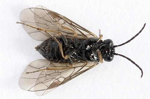 Réf. 250 376 : Pseudodineura fuscula