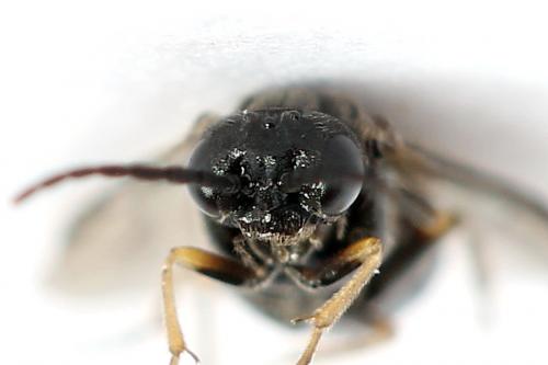 Réf. 250 377 : Pseudodineura fuscula