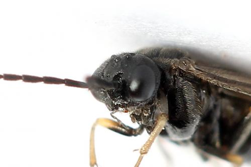 Réf. 250 378 : Pseudodineura fuscula