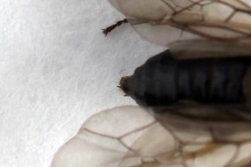 Pseudodineura fuscula