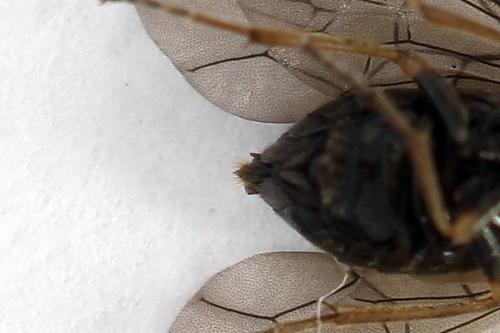 Pseudodineura fuscula