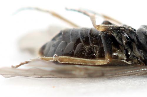 Réf. 250 381 : Pseudodineura fuscula