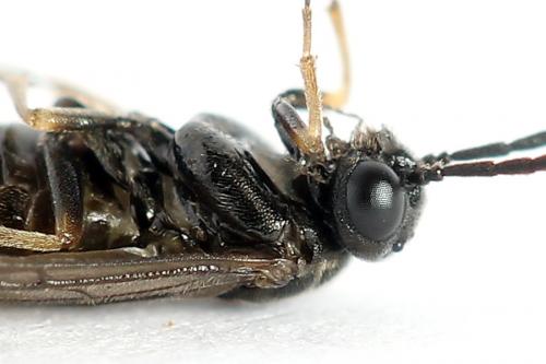 Réf. 250 382 : Pseudodineura fuscula