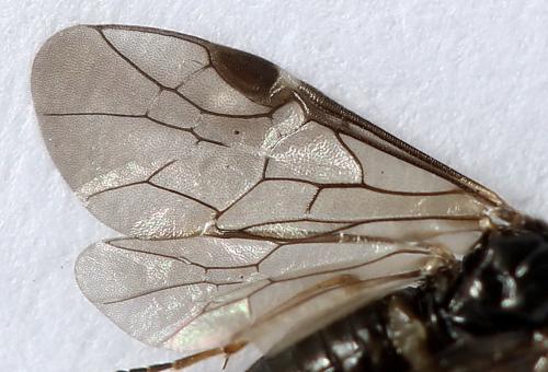 Réf. 250 383 : Pseudodineura fuscula